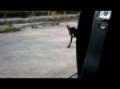 Dog chasing BMW