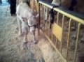 EXHIBICI�N DE LAS VACAS EN SAN BLAS ABADI�O 3-2-2010.AVI