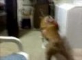 Keiko and Cheeba