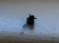 Magic Fly