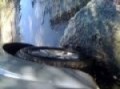 Nissan Pathfinder in a mud hole
