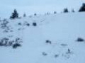Playing in the Snow