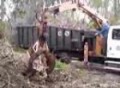 Pt4 City removing Pepper Tree.