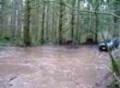 Ranger and Cherokee playing in puddles