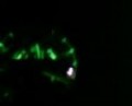 governando el vocho