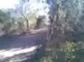 pollos en Cuatrimoto